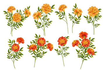 Canvas Print - Set of Marigold Flowers