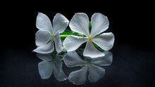 Reflection Of The Fresh Periwinkle Flower, Its Scientific Name Is Catharanthus Roseus In Black Background.