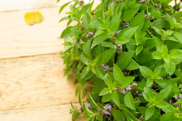 Wall Mural - fresh green mint close-up on a wooden table