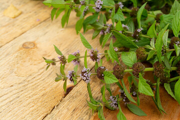 Wall Mural - fresh green mint close-up on a wooden table