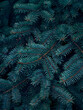 © Kulbabka - Background of Christmas tree branches.