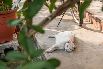 Poster - domestic white cat sleep