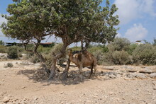 Camel Tied To A Tree, Turkey
