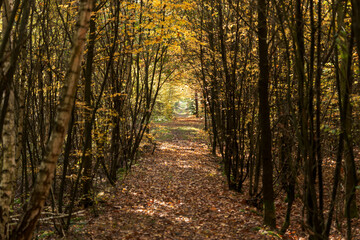 Wall Mural - Footpath through the autumn forest. Autumn landscape