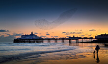 Murmuration Of Starlings At Sunset Eastbourne Pier