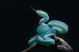 Fototapeta Zwierzęta - Blue Pit-Viper