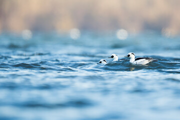 Smew - Zwergsäger - Mergellus albellus, Germany, adult male