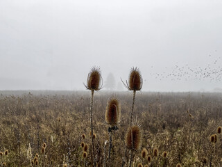 A foggy silhouetted tree framed of two plants at a foggy field with blurry birds in the sky, typical autumn mood morning with the view over a agricultural plantation.