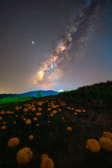 Wall Mural - Milkyway and yellow flower field in countryside of Thailand