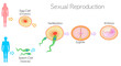 Sexual reproduction stages, steps, levels. Fertilization male female. Development embryogenesis zygote, embryo. Sperm from the testicles and egg cell from the ovary. explanations. Illustration vector