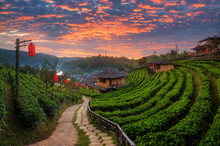 Beautiful Scene Of Terrace Tea Field In Ban Rak Thai Village In Mae Hong Son, Northern Thailand