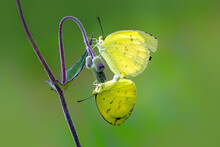 Yellow Butterflies Mating