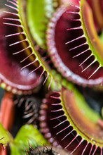 Trapping Leaves Of A Venus Fly Trap (Dionaea Muscipula) Plant