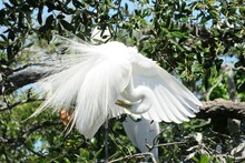 Beautiful White Egret On A Tree