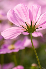 Wall Mural - Pink cosmos flowers in the garden