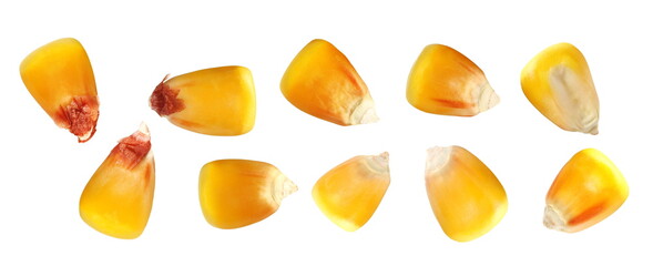Set macro kernel corn isolated on white background, clipping path