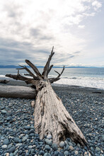 Driftwood On Pebble Beach On A Cloudy Day