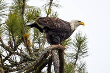 Bald Eagle Relieves Itself.