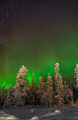 aurora borealis in the snow