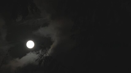 Wall Mural - night sky full moon in spooky forest time lapse