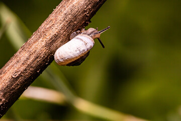 snail on a leaf