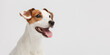 © Aleksandr Baluev - Dog close up portrait. Pink tongue hanging from his mouth