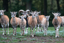 European Mouflon (in German Europäischer Mufflon) Ovis Gmelini Musimon, Ovis Orientalis Musimon, Ovis Aries Musimon
