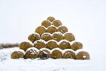 Bales Of Hay Covered With Snow And Stacked In A Hill. Agricultural White Field In Winter. Yellow Straw On A White Background. Rural Natural Landscape.