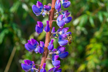 Close Up Of Bumble Bee Gathering Nectar From Lupine Flowers In Spring, California