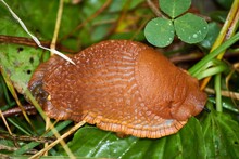 Large Red Slug (Arion Rufus) In The Grass
