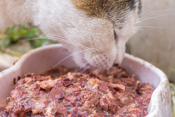 Street cat eating wet food out of plate on street