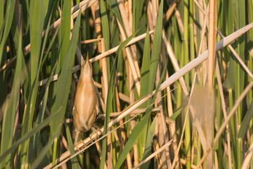 Wall Mural - Little BIttern - Zwergdommel - Ixobrychus minutus minutus, Austria (Vorarlberg), adult, male