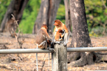 The Proboscis Monkey Family Is Sitting On A Fence At The Surabaya Zoo. Proboscis Monkey (Nasalis Larvatus) Or Long Nosed Monkey Known As Proboscis Monkey In Indonesia