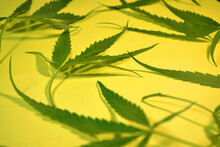 Close Up Marijuana Leaf Pattern On Yellow Background With Bright Light