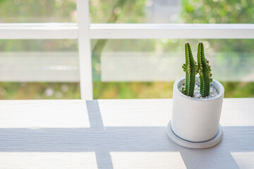 Little Couple Cactus at the Window