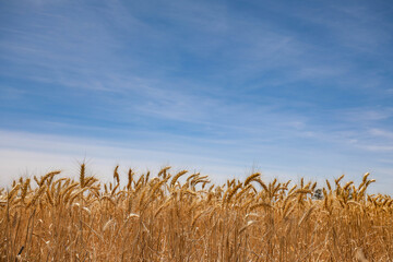 Lush wheat crop field under vibrant blue sky in summer time