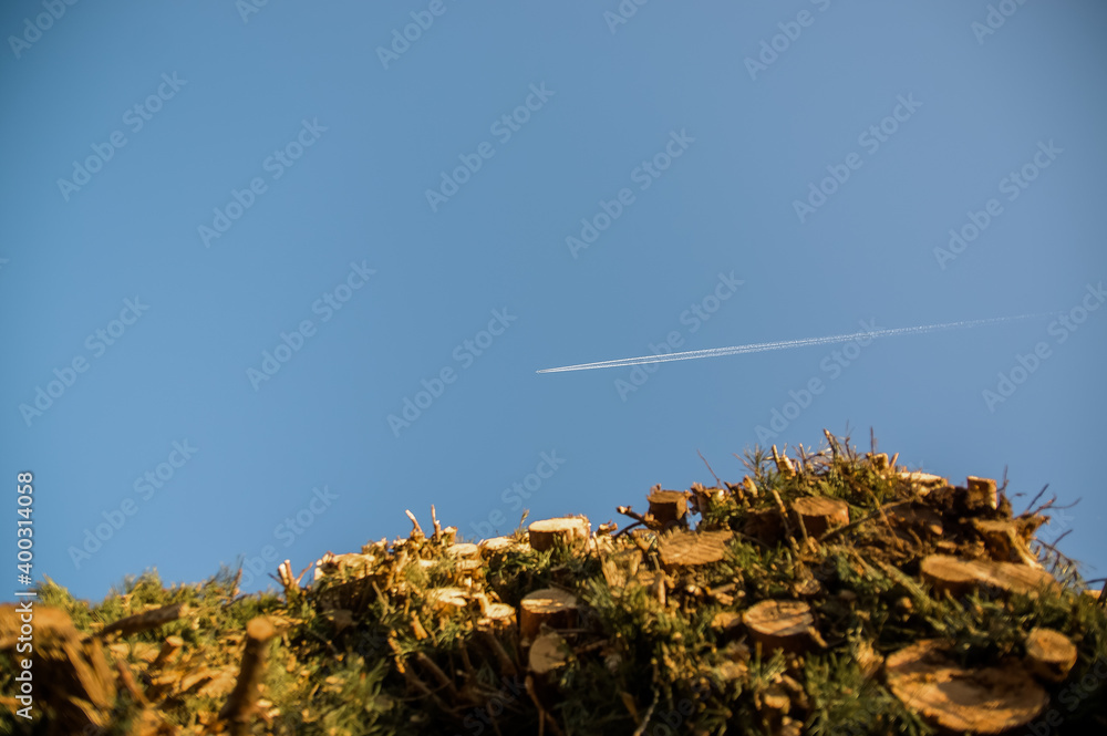 Smuga na niebie po przelatującym samolocie z perspektywy patrzącego spod ściętej sterty drzew - obrazy, fototapety, plakaty 