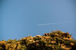 Smuga na niebie po przelatującym samolocie z perspektywy patrzącego spod ściętej sterty drzew