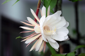 Wall Mural - white epiphyllum anguliger flower in blur background. flowers that bloom at midnight