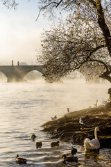 Wall Mural - Swans in front of Charles Bridge in the misty morning in Prague.