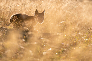 Wall Mural - Cute small lynx cub in the morning yellow sunlight in the grass. Focused small baby animal.