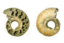 The Inside And Outside Of A Fossil Ammonite Shell. Some Original Shell Material Remains On The Outside While The Inside Has Been Partly Filled In With Pyrites