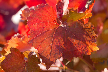 Wall Mural - Autumn grapes with red leaves, the vine at sunset is reddish yellow