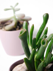 succulents. Green potted plant