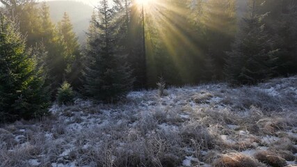 Aufkleber - Sunny frosty morning in the forest. Rays of the sun break through the branches of the trees and illuminate the frozen spruce. Hoarfrost grass, light fog.