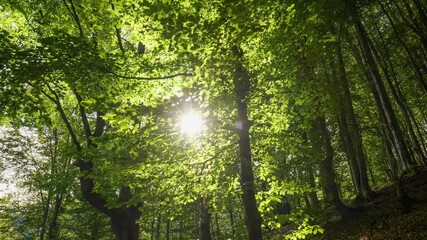 Aufkleber - Green beech forest in the middle of summer, the sun breaks through the leaves of the trees. Camera slowly moves down the slope on which lush trees grow. Summer sunny day in the forest, great place for