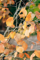 Wall Mural - Yellow autumn birch leaves on a branch