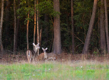 Three Whitetail In North Carolina