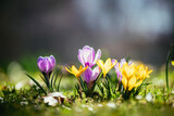 Springtime. Spring flowers in sunlight, outdoor nature. Wild crocus, postcard.