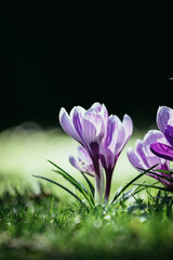 Wall Mural - Springtime. Spring flowers in sunlight, outdoor nature. Wild crocus, postcard.